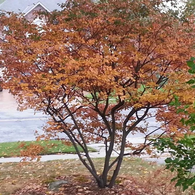 Amelanchier 'Princess Diana' – Mézalmácska
