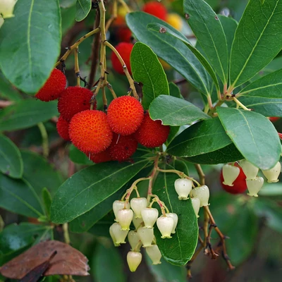 Arbutus unedo 'Atlantic' - Nyugati szamócafa