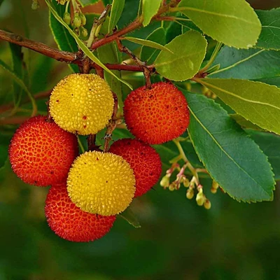 Arbutus unedo – Nyugati szamócafa
