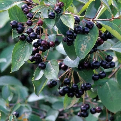 Aronia arbutifolia f. macrocarpa – Fekete berkenye
