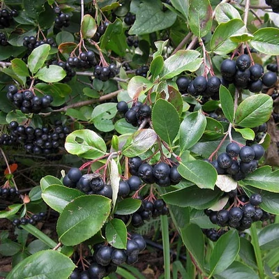 Aronia melanocarpa 'Aaron' – Fekete berkenye