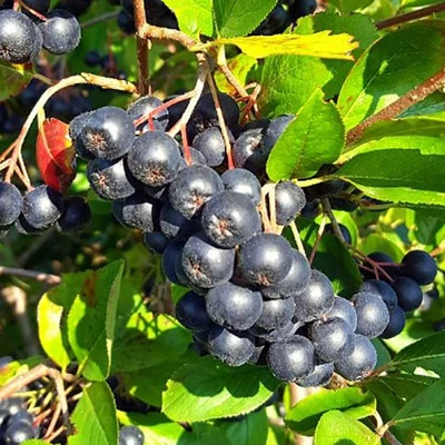Aronia melanocarpa 'Galicjanka' – Fekete berkenye