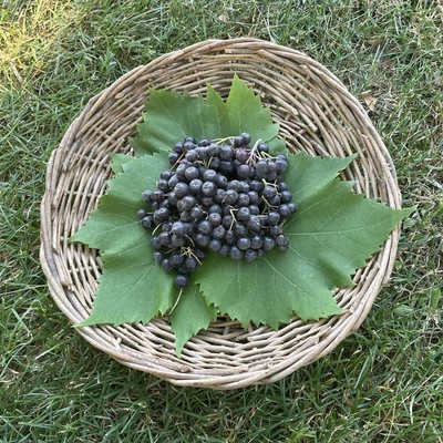 Aronia x prunifolia (syn:. A. melanocarpa x A. arbutifolia) 'Nero' - Fekete berkenye