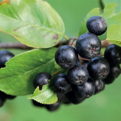Aronia melanocarpa 'Rubina' – Fekete berkenye