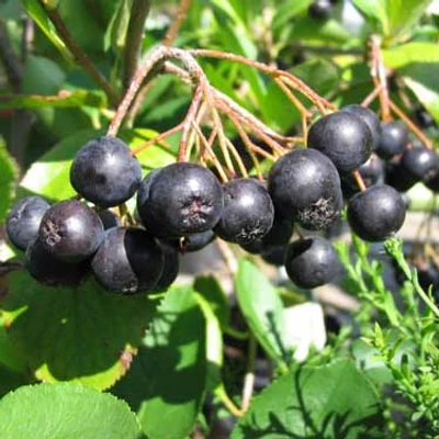 Aronia 'Professor Ed' – Berkenye