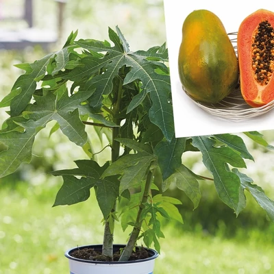 Carica papaya 'Sunnybees' – Papaja