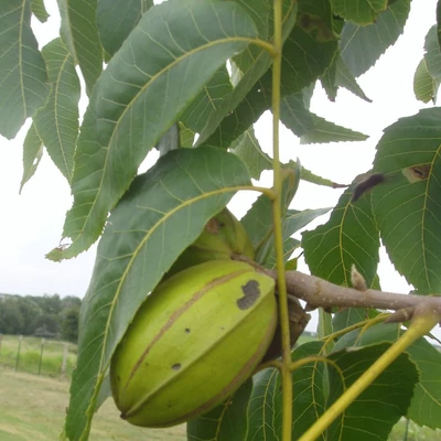 Carya illinoinensis 'Desirable' – Pekándiófa