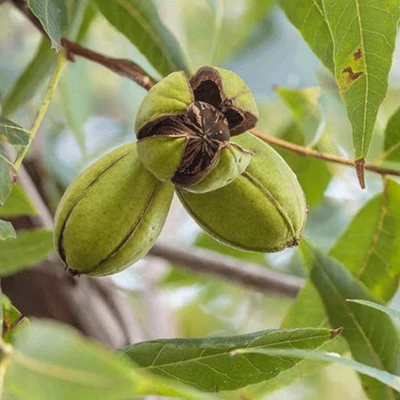 Carya illinoinensis 'Mahan' – Pekándiófa