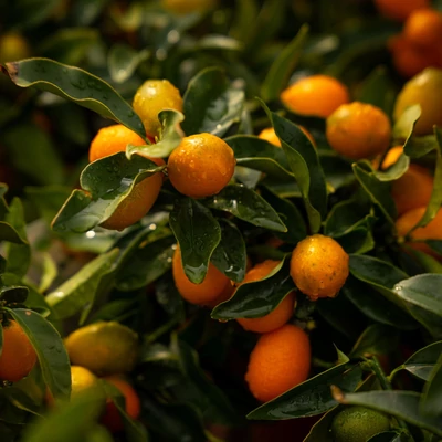 Citrus japonica – Kumquat