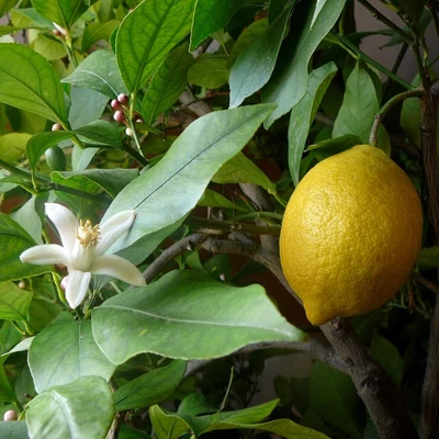 Citrus limon 'Limone' – Citromfa