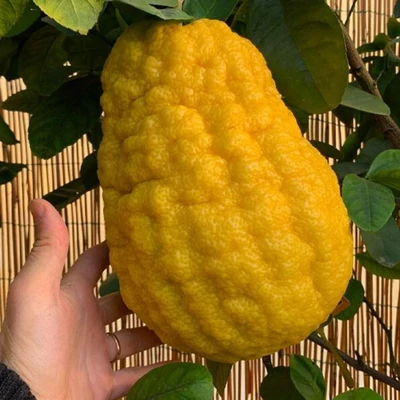 Citrus medica 'Maxima' – Citromfa