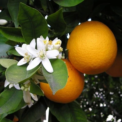 Citrus sinensis 'Navelina' – Narancsfa