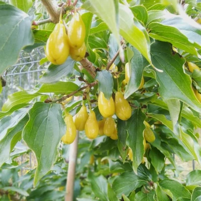 Cornus mas 'Niezsyji' – Húsos som