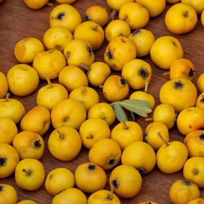 Crataegus pontica 'Poltzi' – Pontuszi galagonya
