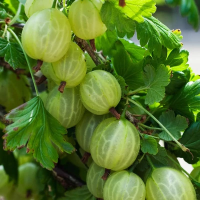 Ribes grossularia (syn.: Ribes uva-crispa) 'Invicta' - Egres