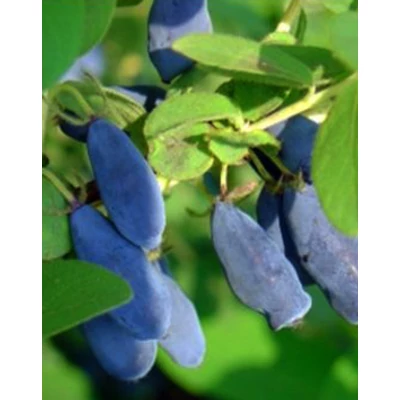 Lonicera caerulea var. kamtschatica (syn.: Lonicera kamtschatica) 'Jugana' – Kamcsatkai mézbogyó