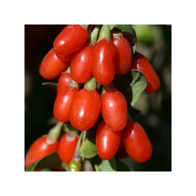 Lycium barbarum 'New Big' - Goji bogyó