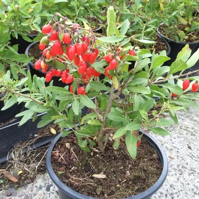 Lycium chinense 'Little Goji' – Törpe goji bogyó