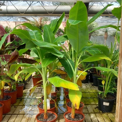 Musa basjoo 'Chiliocarpa' – Japán törpebanán
