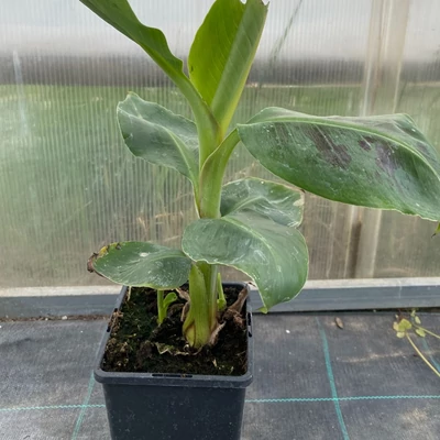 Musa 'Cavandish' – Banán (normál)