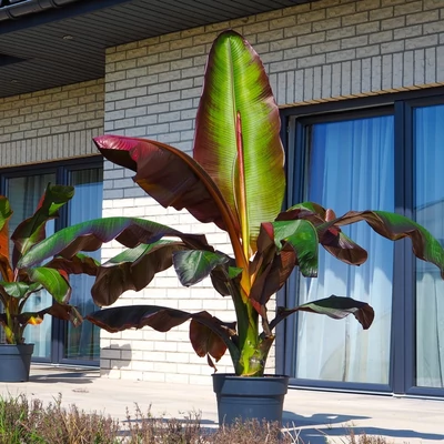 Musa ensette 'Maurelli' – Banán
