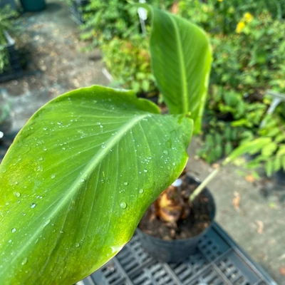 Musa sikimensis – Törpe banán/Télálló banán