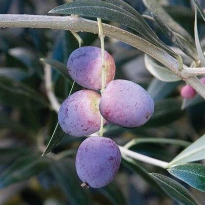 Olea europaea 'Arbequina' – Olajfa