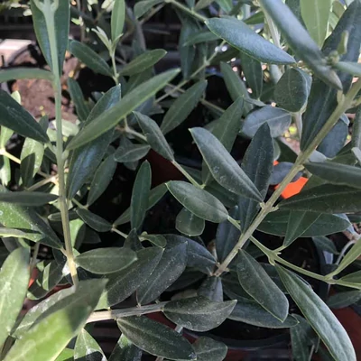Olea europea - Európai olajfa