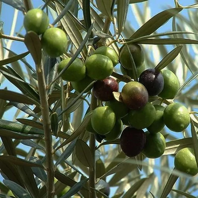 Olea europea 'Canino' - Európai olajfa