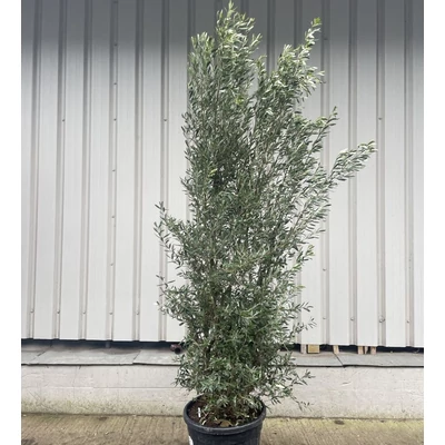 Olea europea 'Cipressino' – Európai olajfa