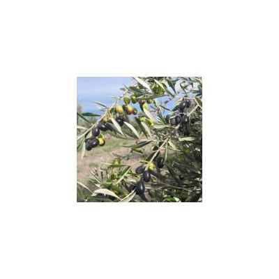 Olea europea 'Cipressino Pyramidal' – Európai olajfa