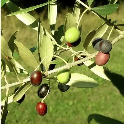 Olea europea 'Madre Mignola' – Európai olajfa