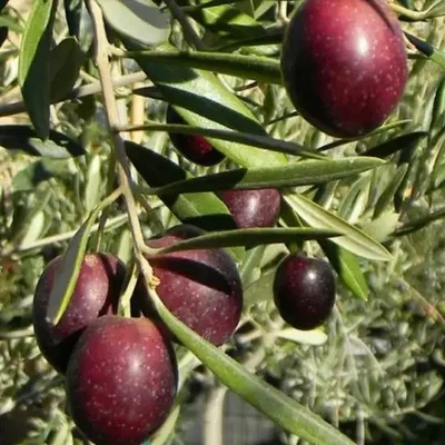 Olea europea 'Maurino' – Európai olajfa