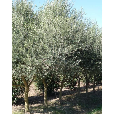 Olea europea 'Olivo' – Európai olajfa
