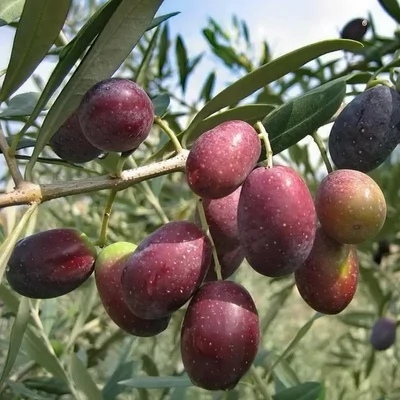Olea europea 'Pendolino' – Európai olajfa
