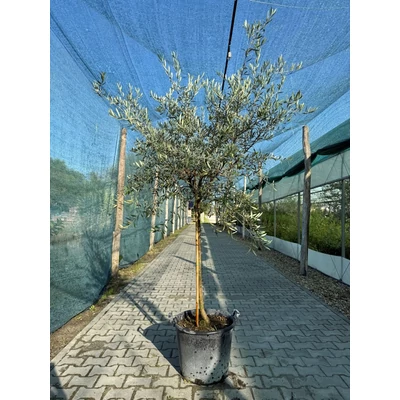 Olea europea 'Piagente' – Európai olajfa