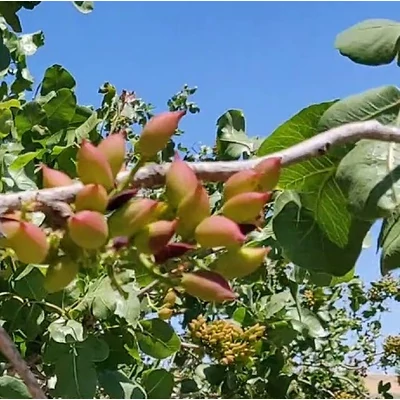 Pistacia vera 'Mateur' – Pisztácia (termős)