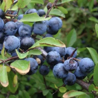 Prunus spinosa 'Zempléni' kökény (konténeres)