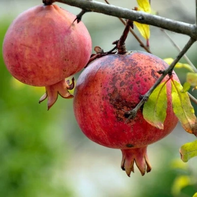 Punica granatum 'Azerbaijani' – Gránátalma