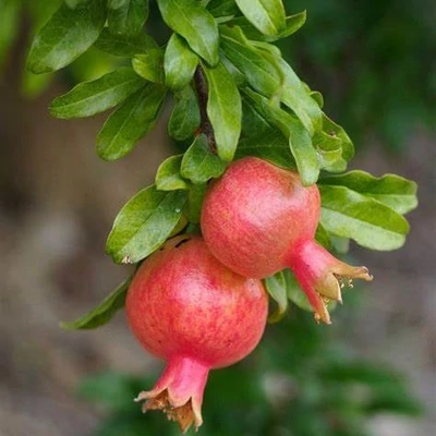 Punica granatum 'Crisanzio' – Gránátalma