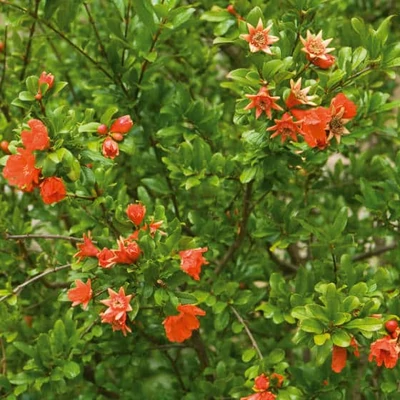 Punica granatum 'Gabes' – Gránátalma