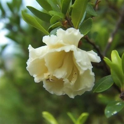 Punica granatum 'Haku Botan' – Gránátalma (termős)