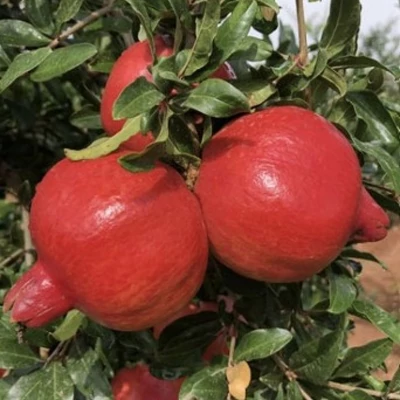 Punica granatum 'Iliana' – Gránátalma (termős)