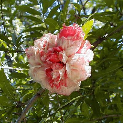 Punica granatum 'Legrelliae' – Teltvirágú dísz-gránátalma