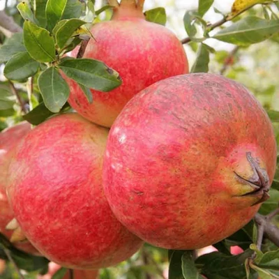 Punica granatum 'Mollar de Elche' – Magnélküli gránátalma (termő)
