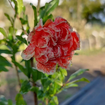 Punica granatum 'Multiplex' – Gránátalma (dísz)