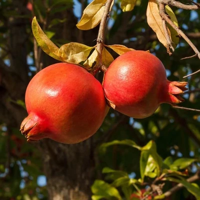 Punica granatum 'Rugalate' – Törpe/balkon gránátalma (termős)