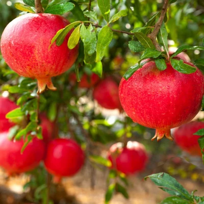 Punica granatum 'Salavatski' – Gránátalma