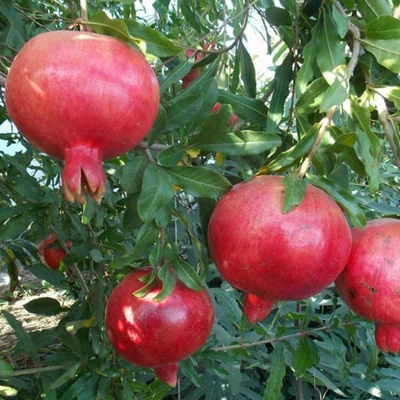 Punica granatum 'Veles' – Gránátalma