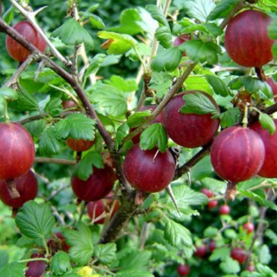 Ribes grossularia (syn.: Ribes uva-crispa) 'Piros ízletes' - Egres